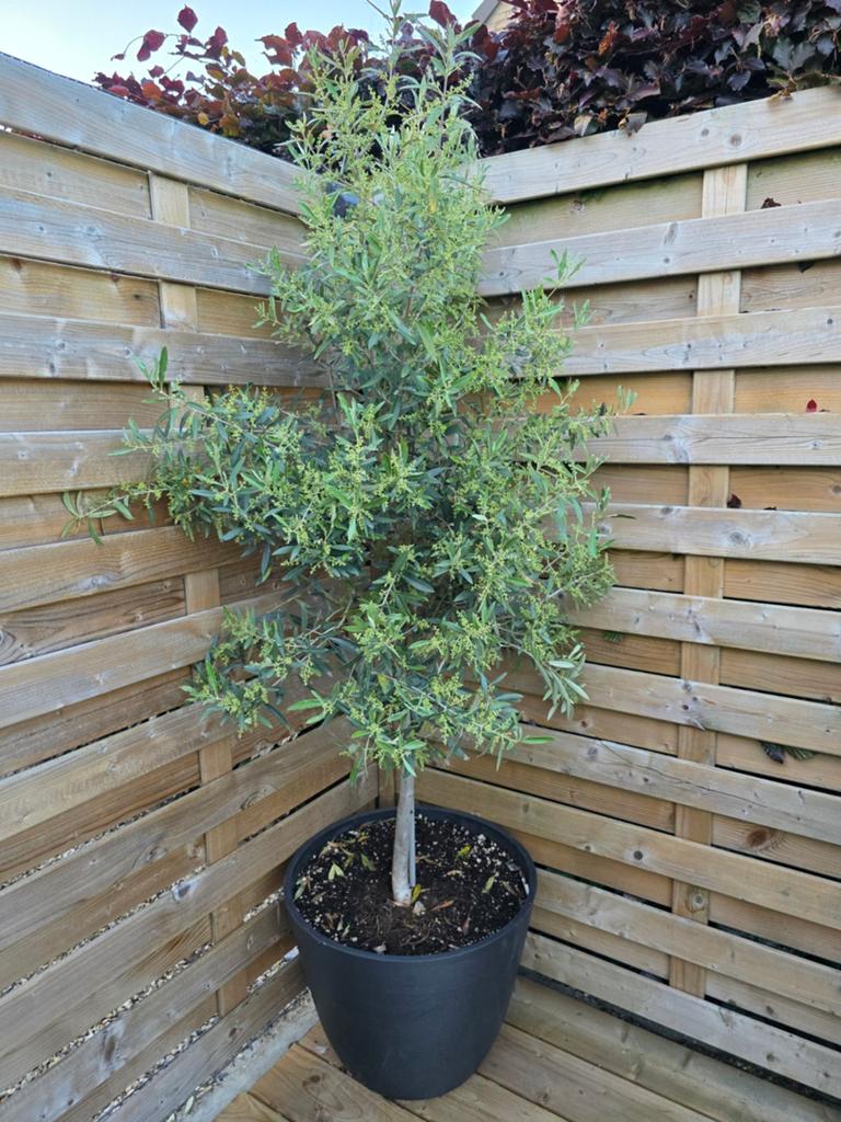 Olijfboom 1m90, Tuin en Terras, Planten | Bomen, Ophalen, Olijfboom