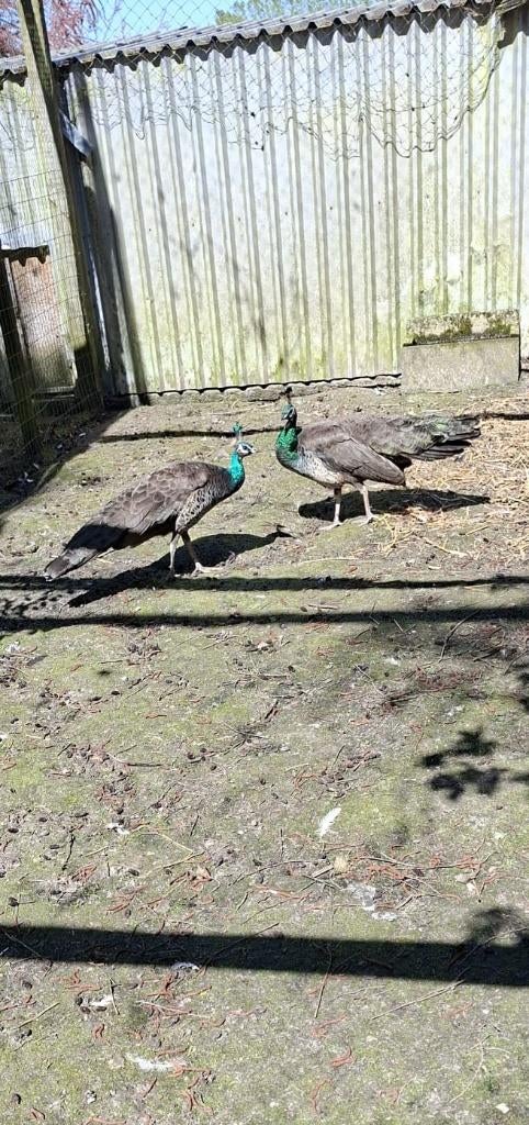 Mooie pauwen te koop (aantal 2), Dieren en Toebehoren