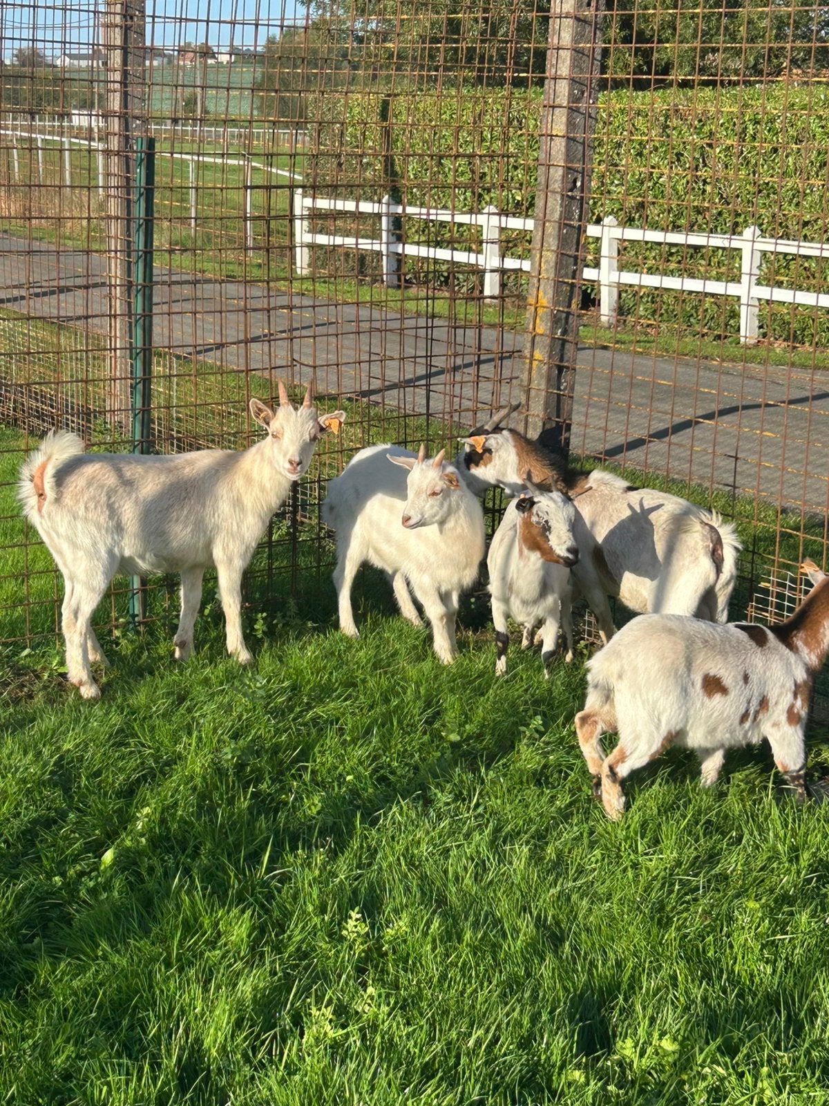 5 mooie miekes dwerggeiten, Dieren en Toebehoren, Vrouwelijk, Geit