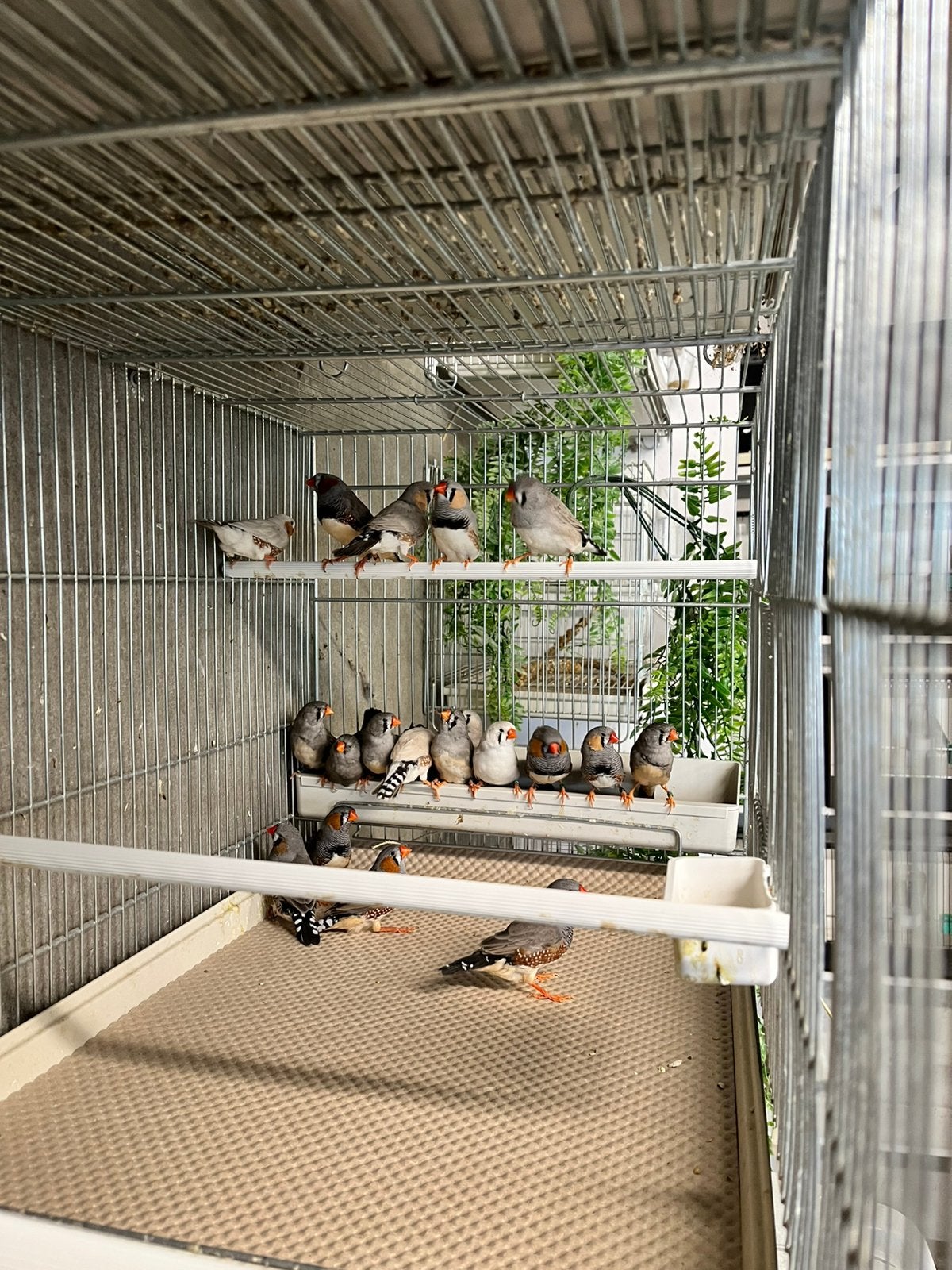 Zebravink Split Charcoals, Dieren en Toebehoren, Vogels | Overige Vogels