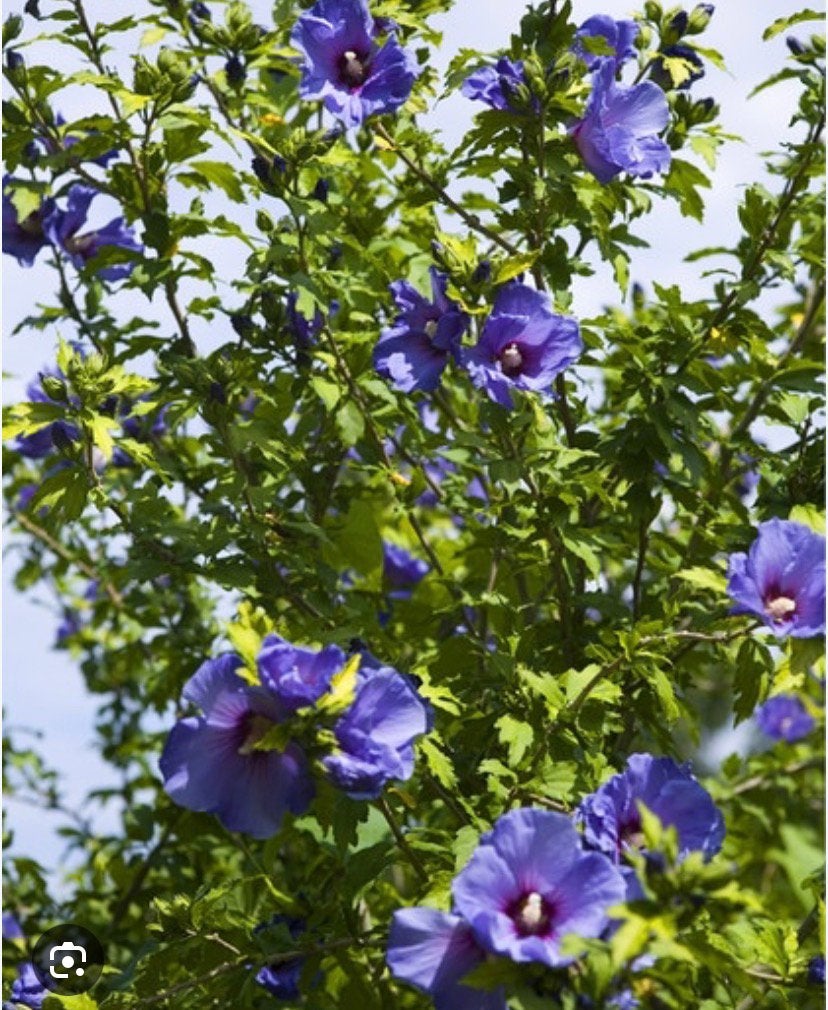 Hoge hibiscus met 5 stelen, Tuin en Terras, Ophalen