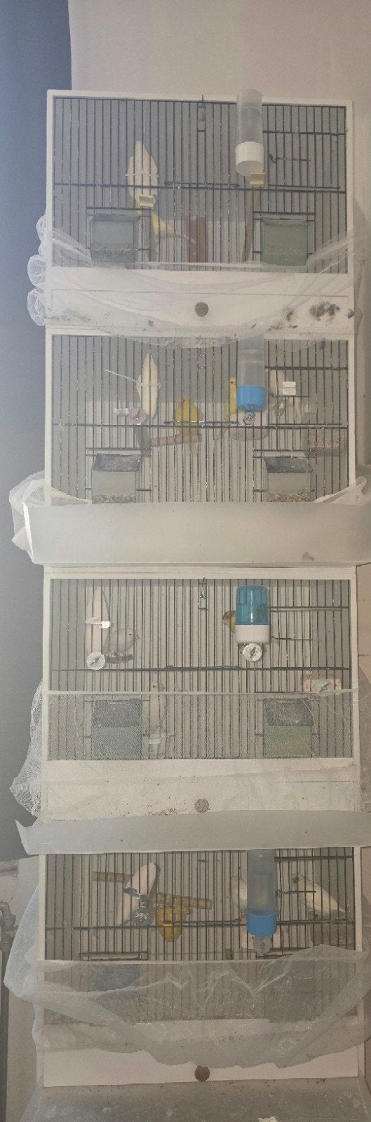 vogels 2026 water slager with per stuk 50€ geel per stuk 40€, Ophalen