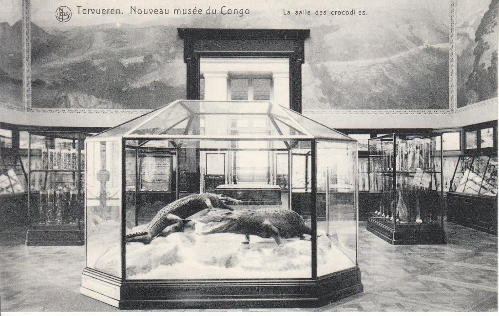 Postkaart Tervuren - Krokodillenzaal (Afrikamuseum), Verzamelen, Verzenden, 1920 tot 1940, Ongelopen, Vlaams-Brabant