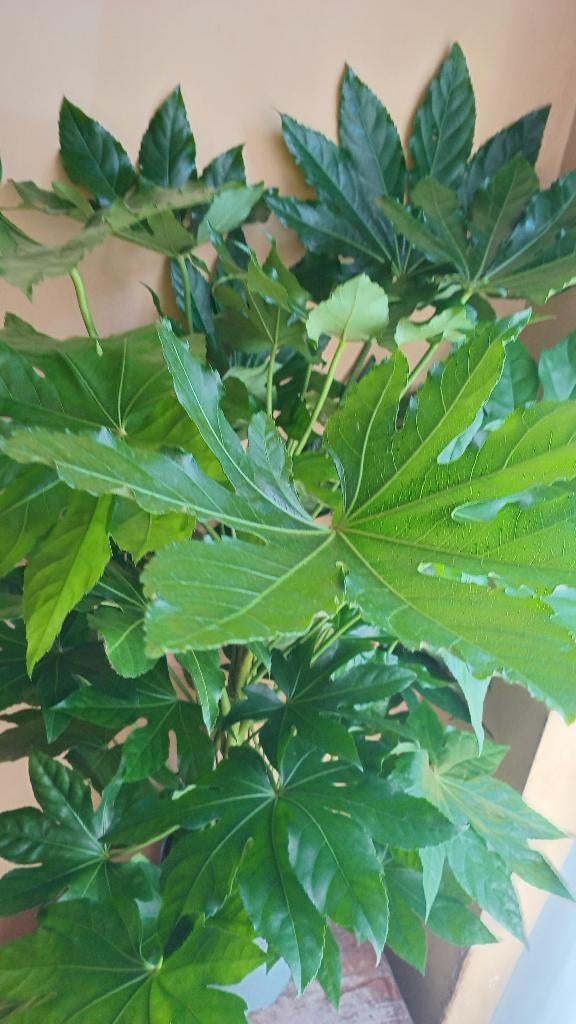 Fatsia japonica, Ophalen