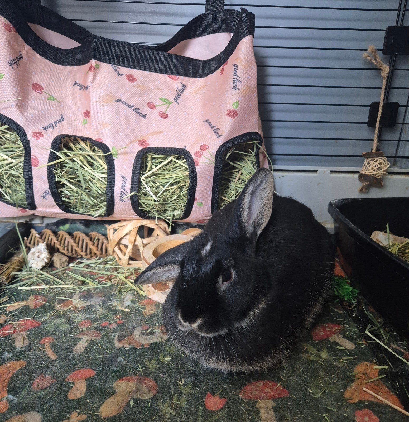 Minilop vrouwtje te koop, Dieren en Toebehoren, Konijnen
