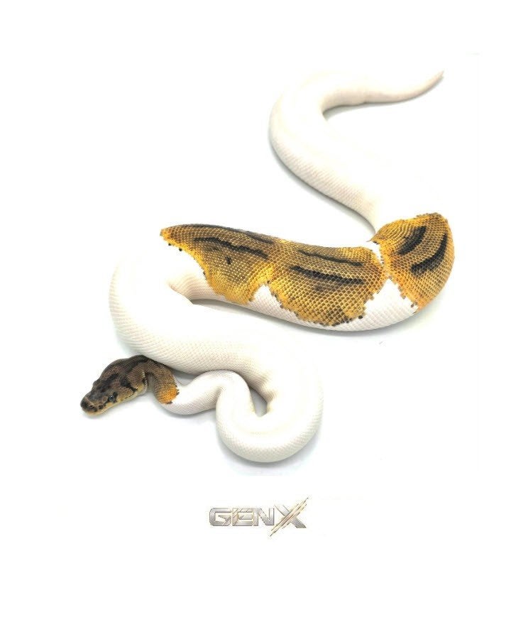 0.1 Clown Piebald, Dieren en Toebehoren, Slang, Tam, 0 tot 2 jaar