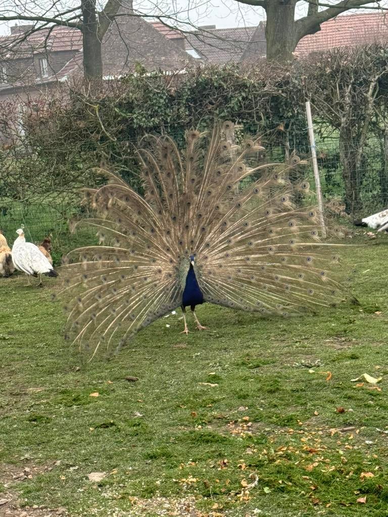 Pauwen te koop, Dieren en Toebehoren