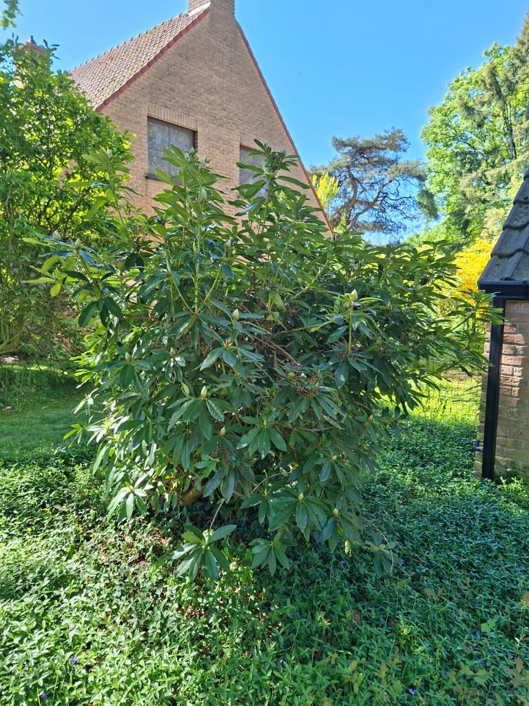 gratis rhododrendons, Tuin en Terras, Ophalen, Rhododendron, Struik, 100 tot 250 cm