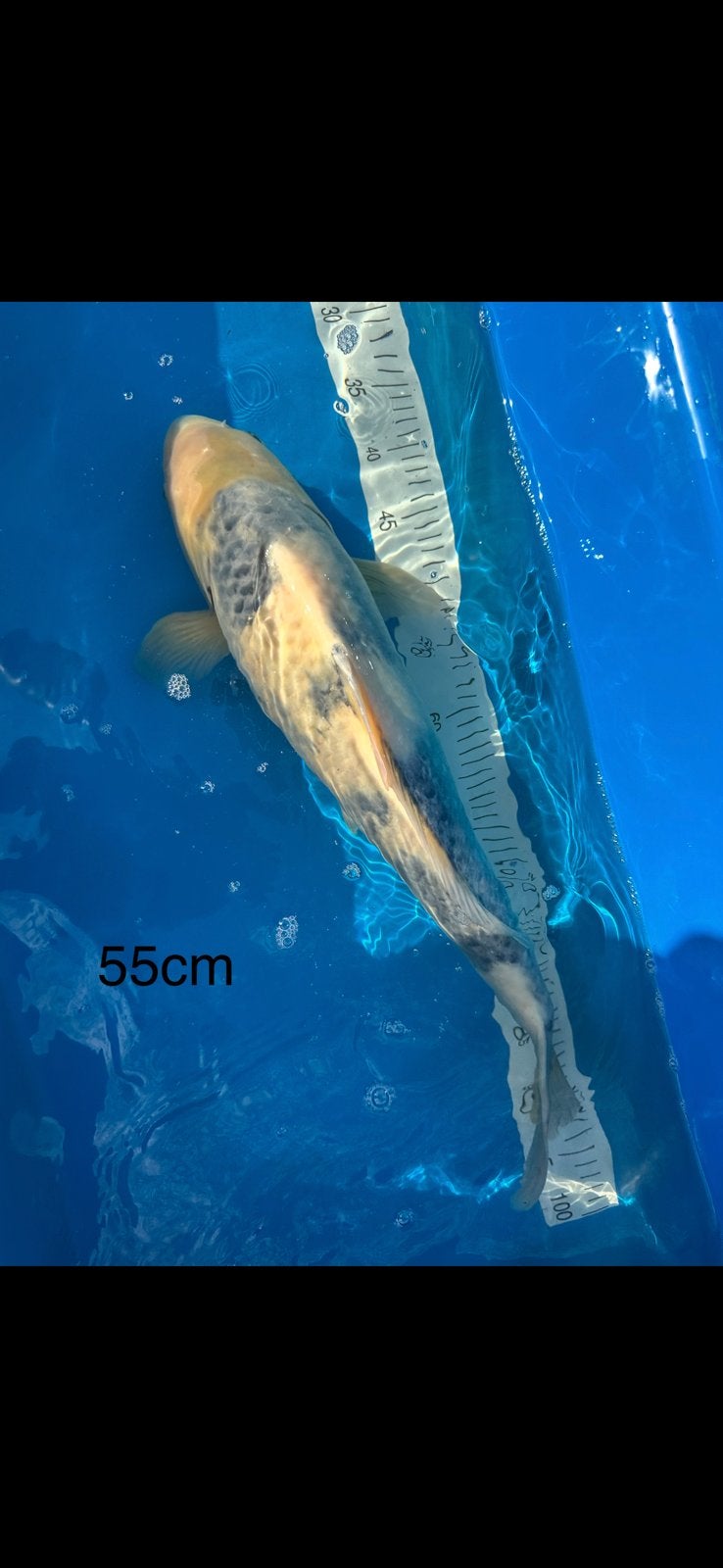 Peche koi, Enlèvement