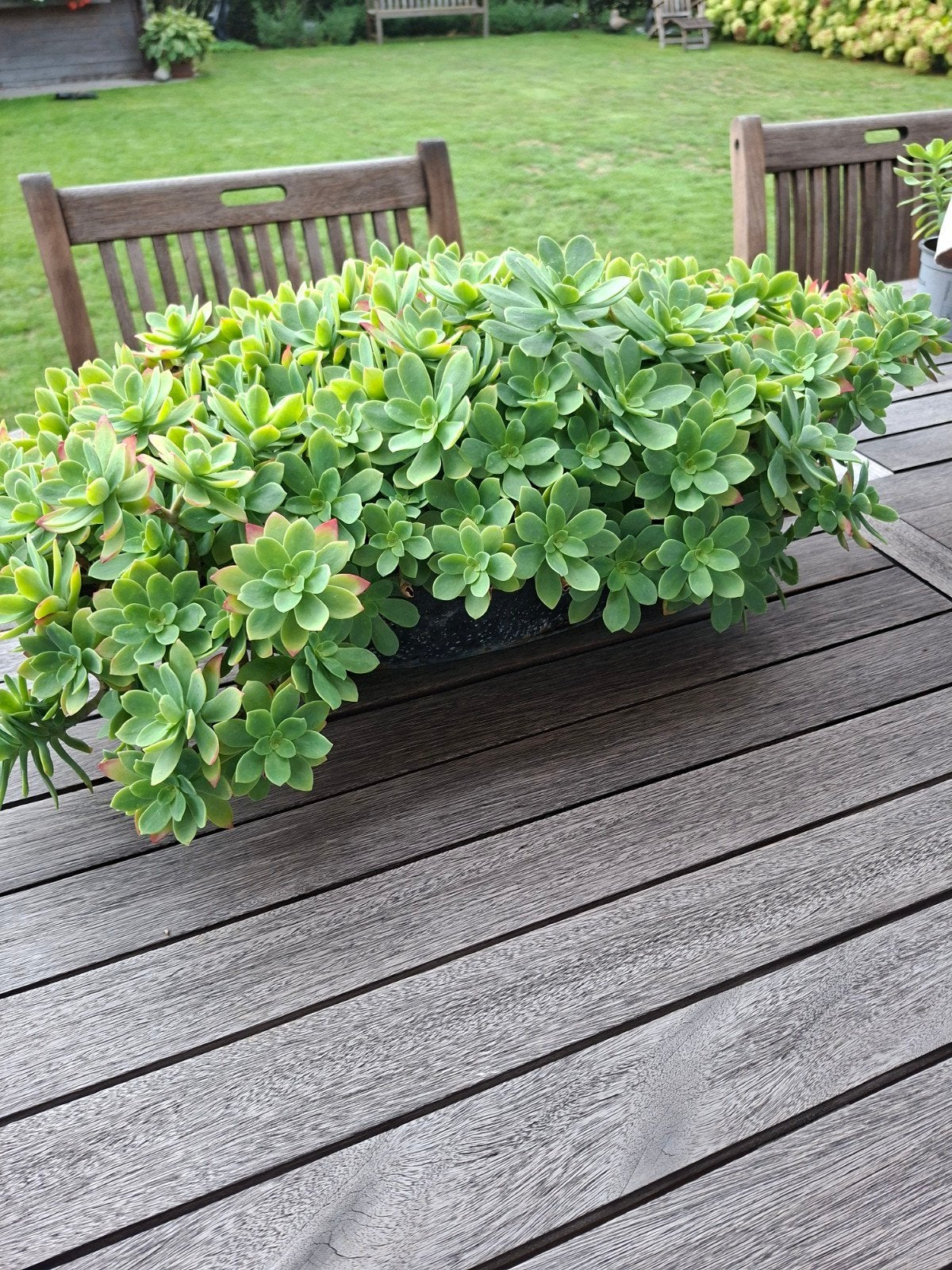 Vetplanten scheutjes., Jardin & Terrasse, Plantes | Jardin, Printemps, Plein soleil, Couvre-sol, Enlèvement