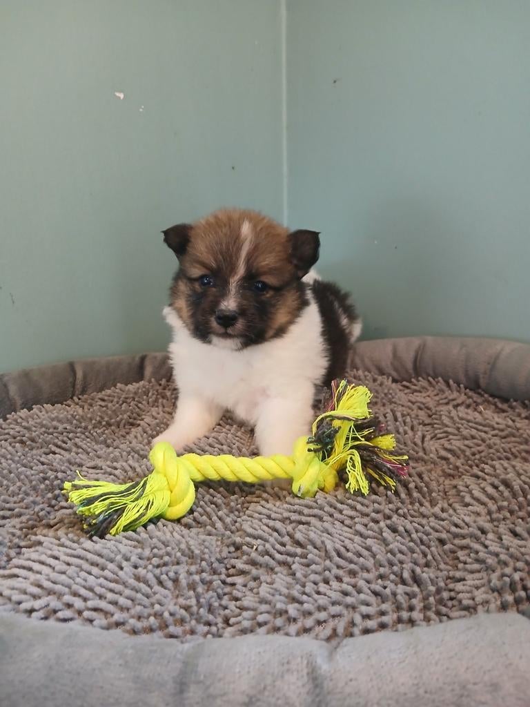 Kees pupjes zoeken warme thuis, Dieren en Toebehoren, Parvo, België, Overige rassen, 8 tot 15 weken