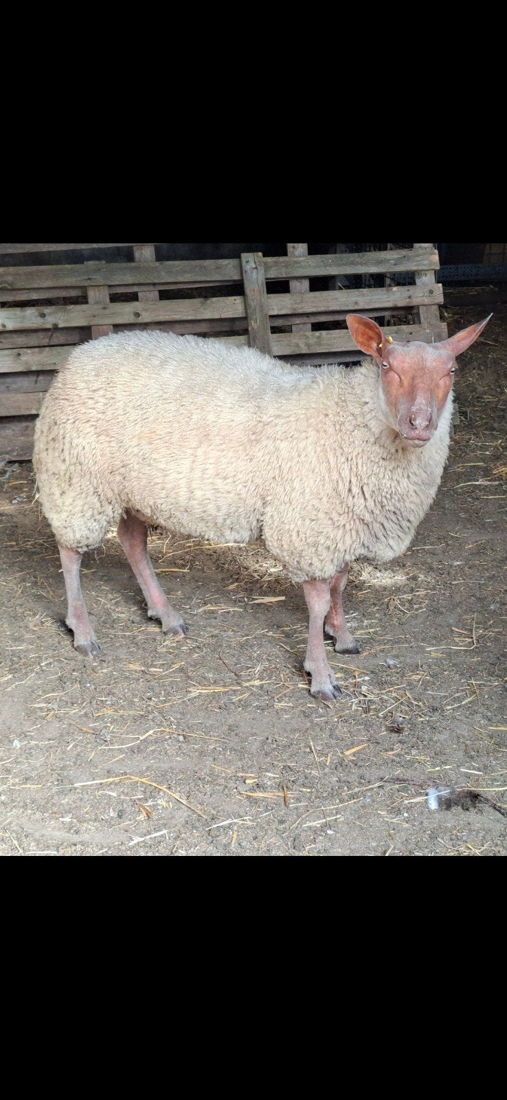 Schapen Rouge de l'ouest, Vrouwelijk, Schaap, 0 tot 2 jaar