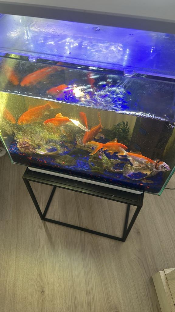 Aquarium met 7vissen koud water, Ophalen, Zo goed als nieuw
