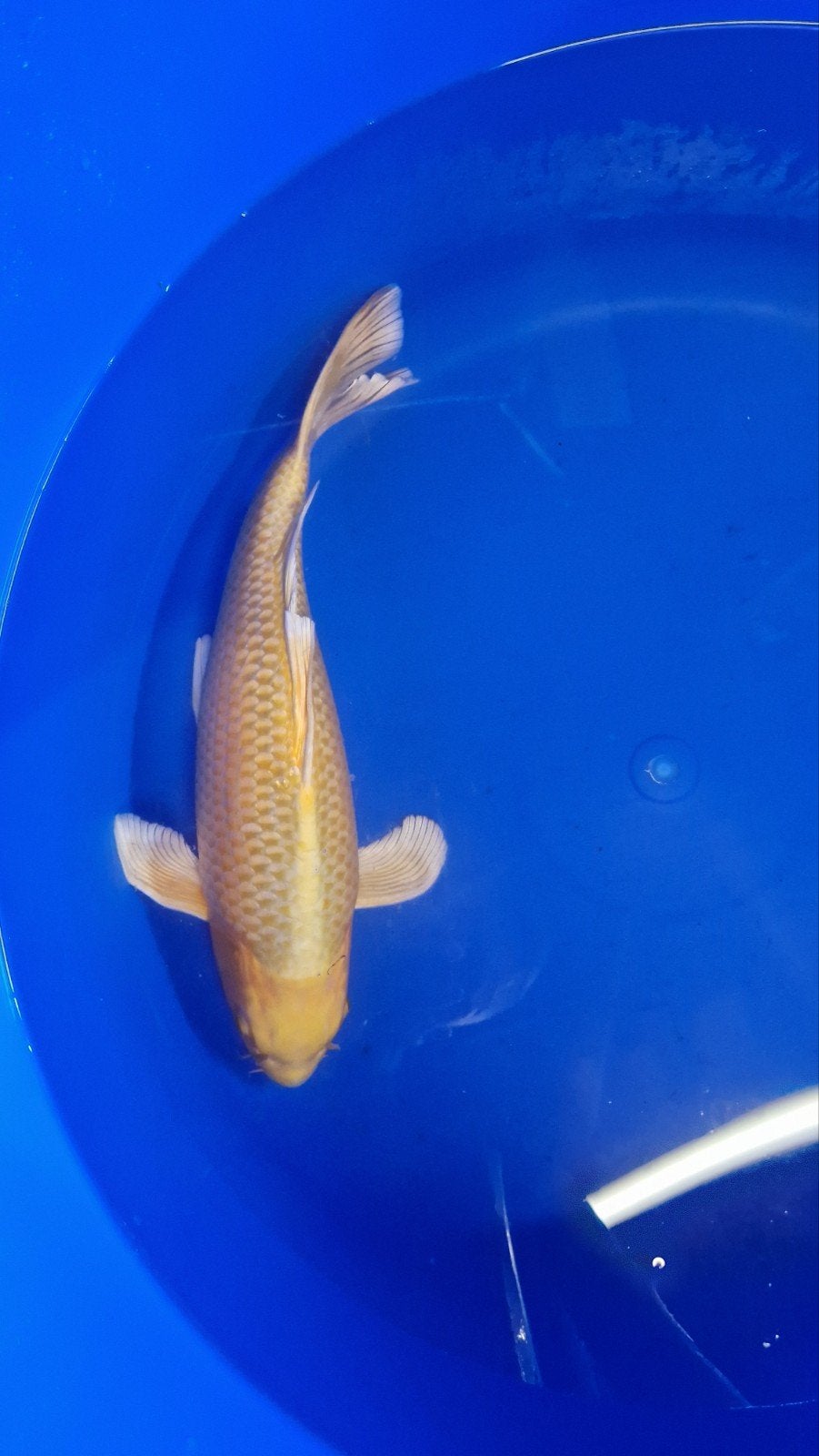 Butterfly yamabuki koi