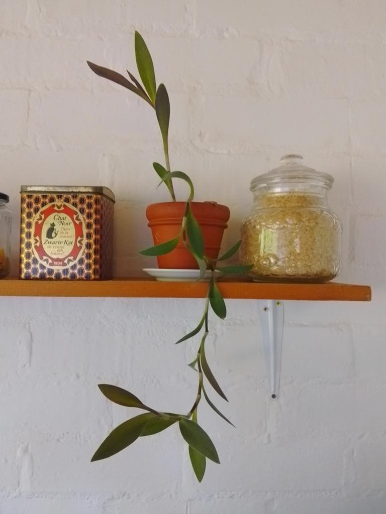 Diverse kamerplanten, Ophalen, Cactus