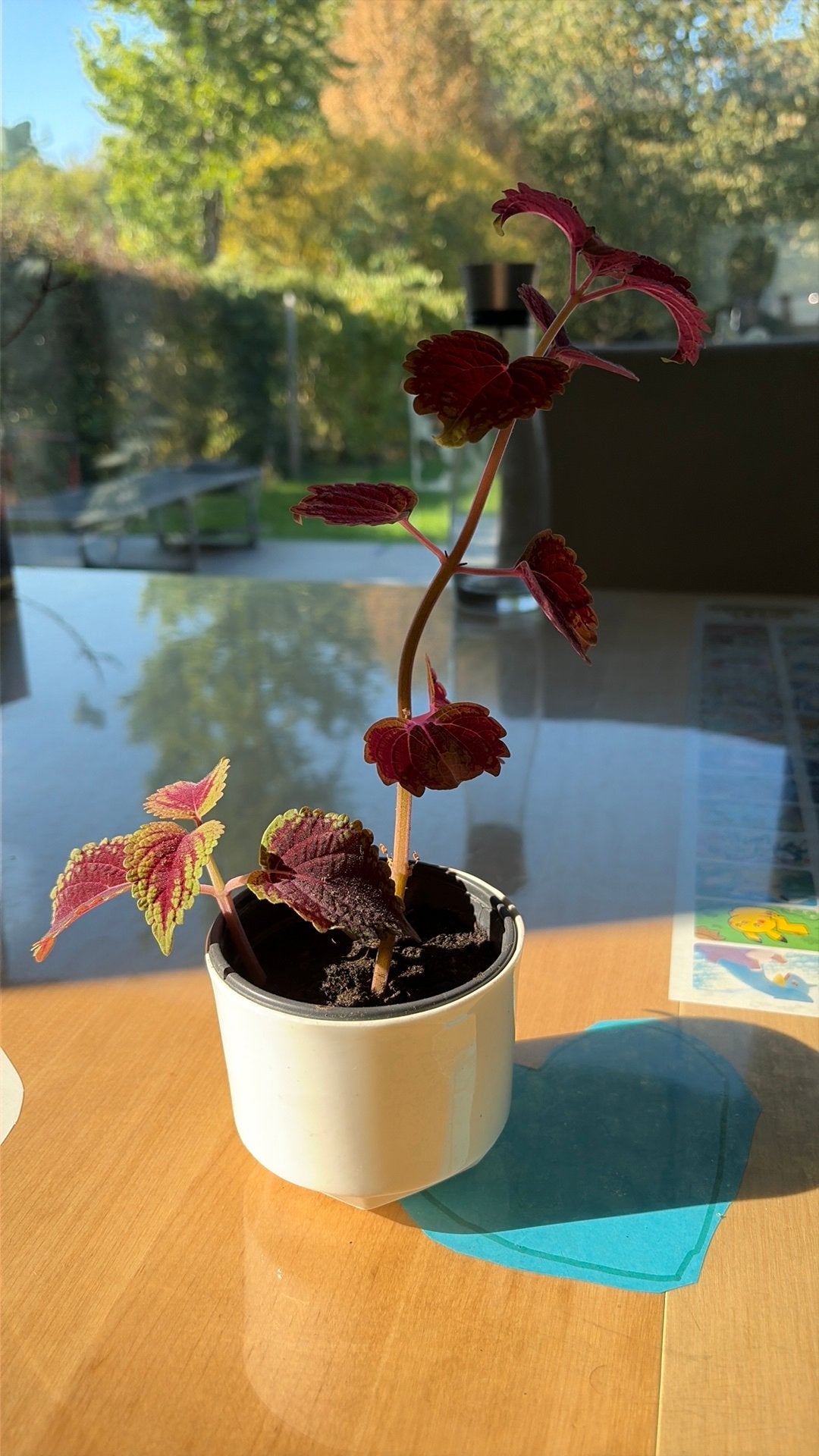 Kamerplant siernetel in pot, Huis en Inrichting, Overige soorten, In pot, Minder dan 100 cm, Bloeiende kamerplant