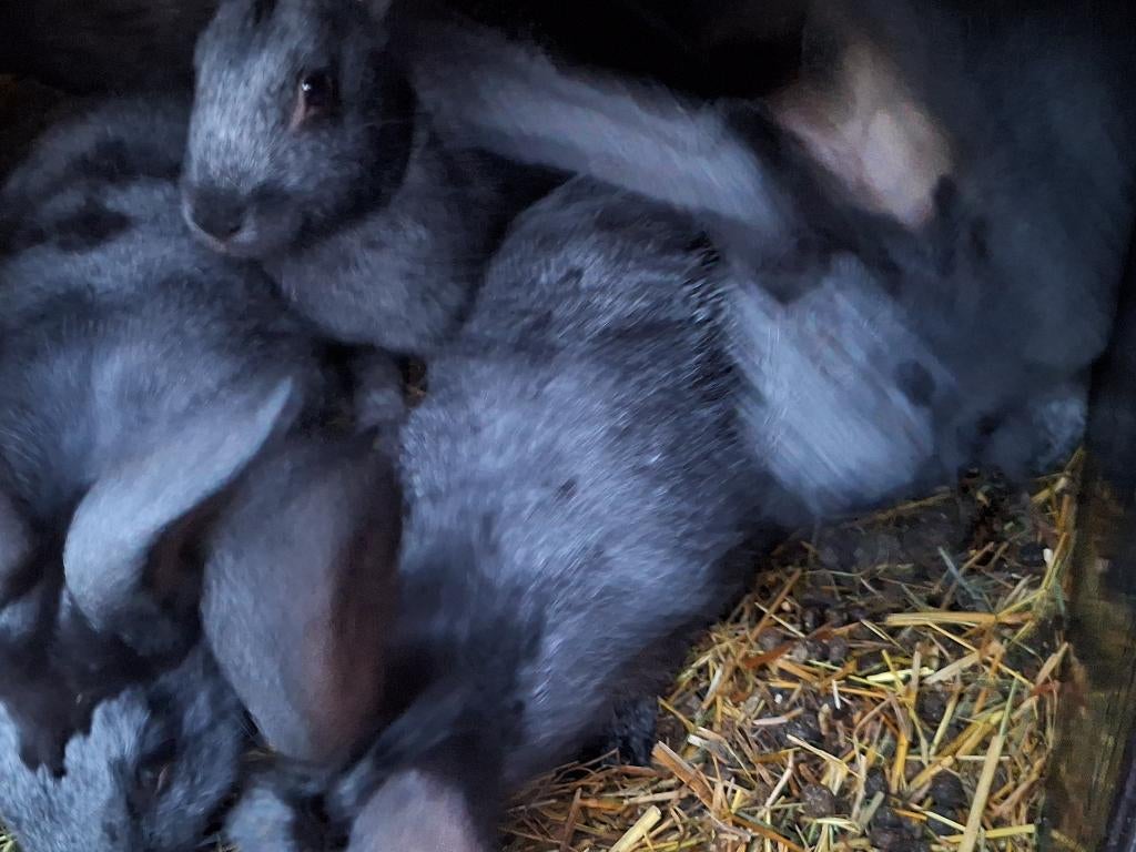 Belgisch zilver/ moeren van 3 maand, Dieren en Toebehoren, Vrouwelijk, Middelgroot, 0 tot 2 jaar
