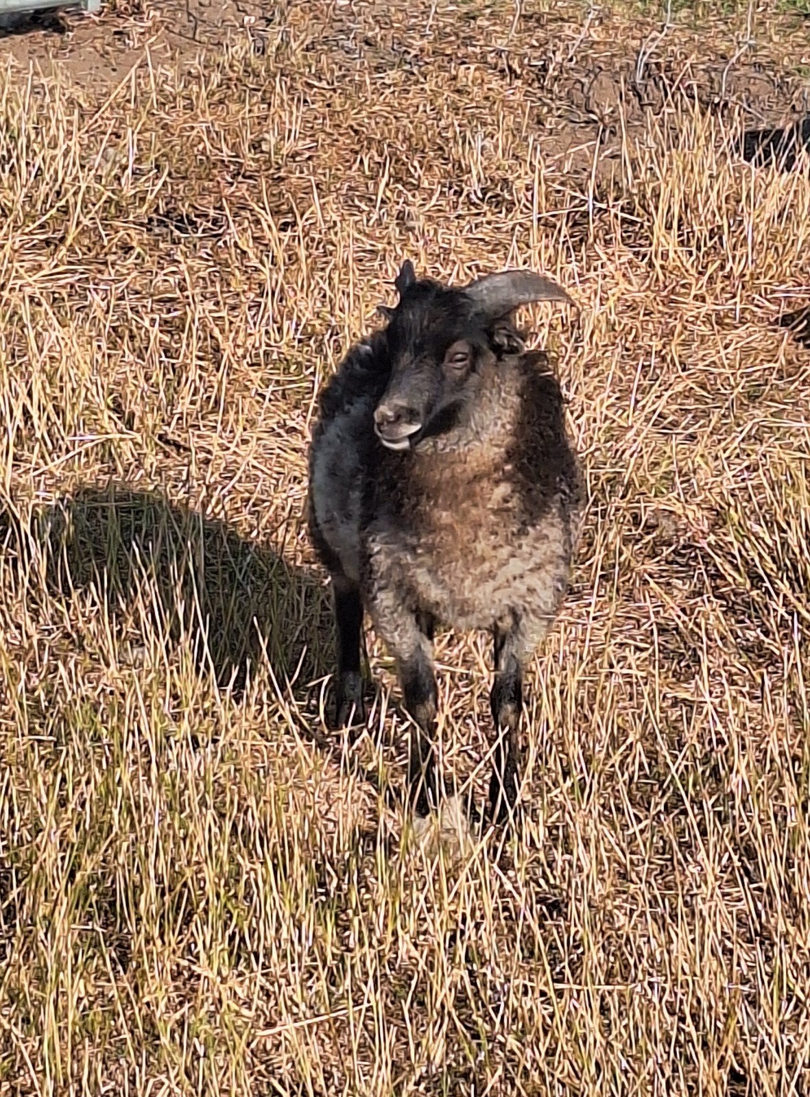 ouessant dwegschaap rammetje, Mannelijk, Schaap, 0 tot 2 jaar