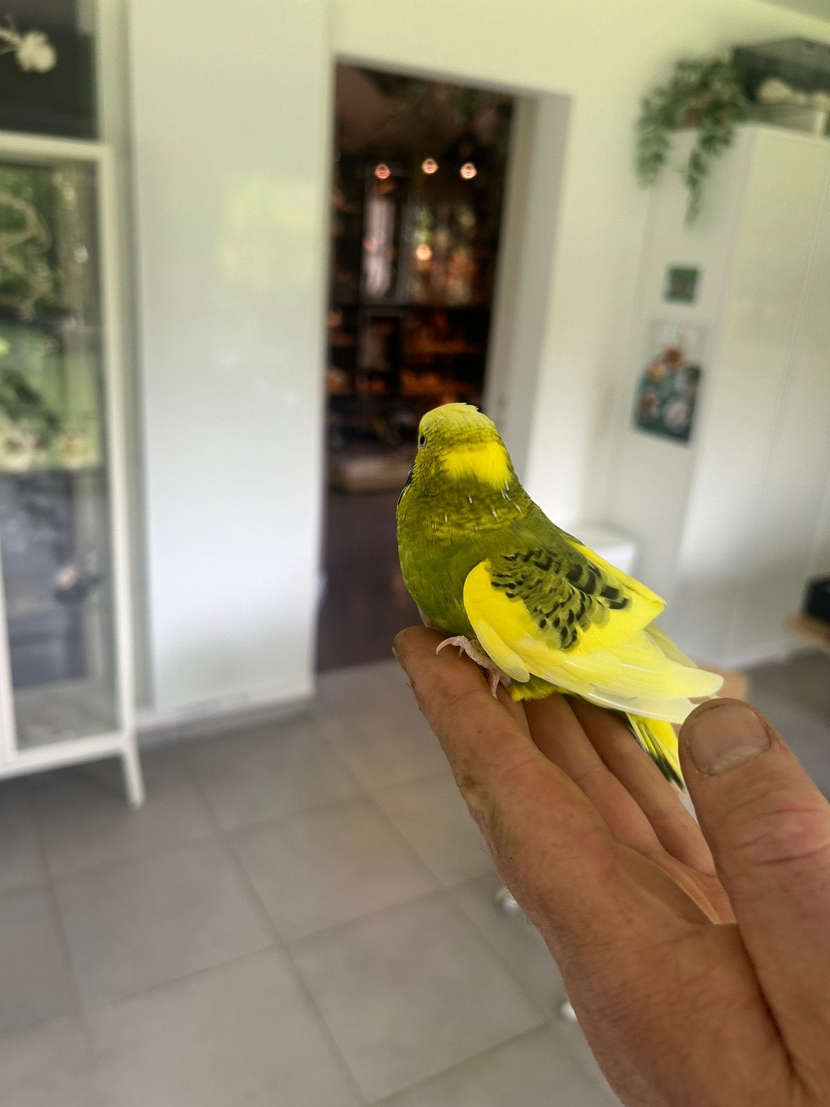 Handtamme grasparkiet met mooie kooi, Dieren en Toebehoren