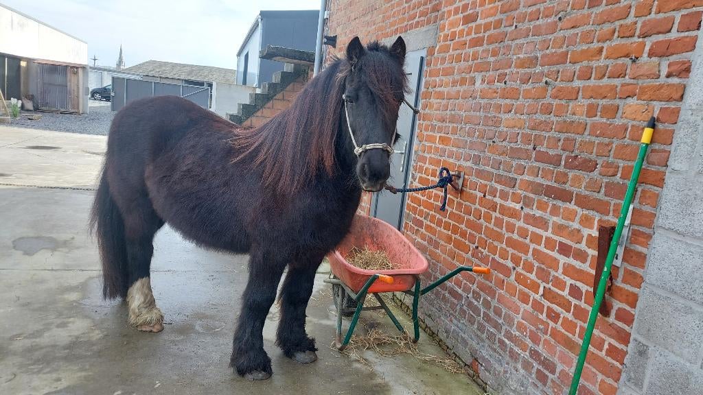 Irish Cob, Dieren en Toebehoren, Ruin, Gechipt, Zadelmak, 11 jaar of ouder