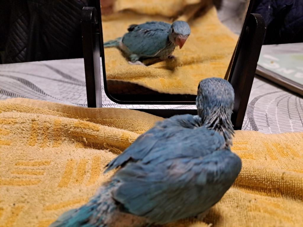 Halsband parkiet, Dieren en Toebehoren, Parkiet, Tam