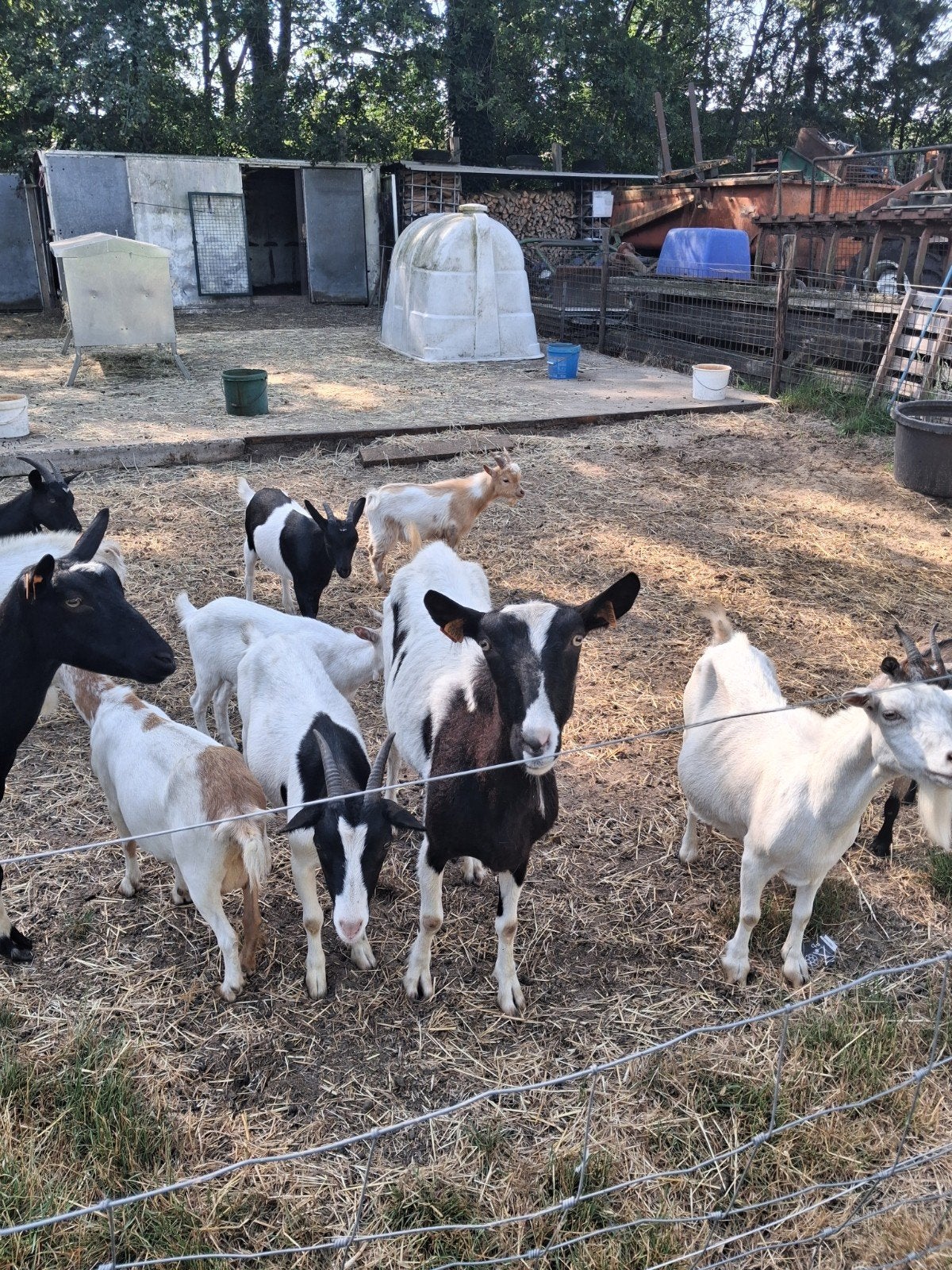zoek je geitjes, Dieren en Toebehoren