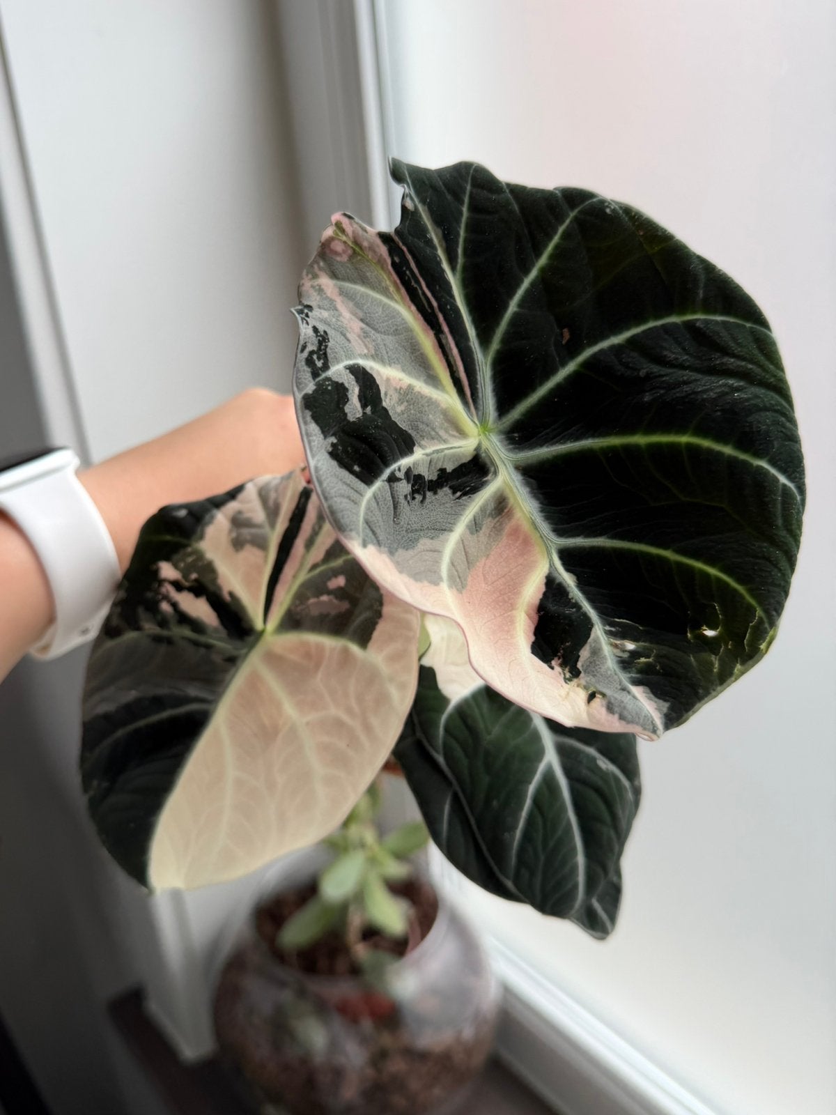 Alocasia black velvet pink knol, Huis en Inrichting, Overige soorten, Minder dan 100 cm, Groene kamerplant, Halfschaduw