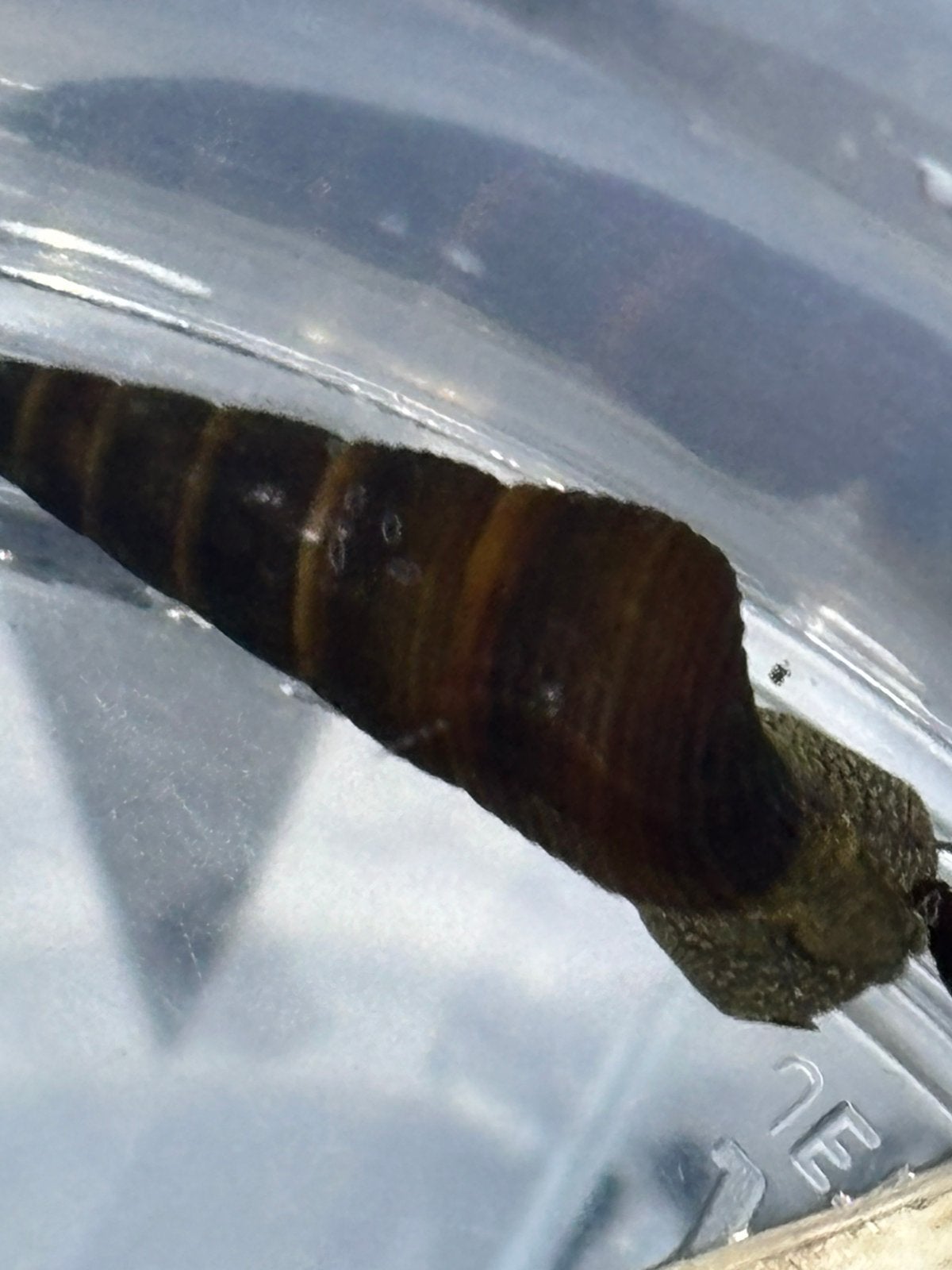 Tylomelania slakken, Dieren en Toebehoren, Vissen | Aquariumvissen, Slak of Weekdier, Zoetwatervis