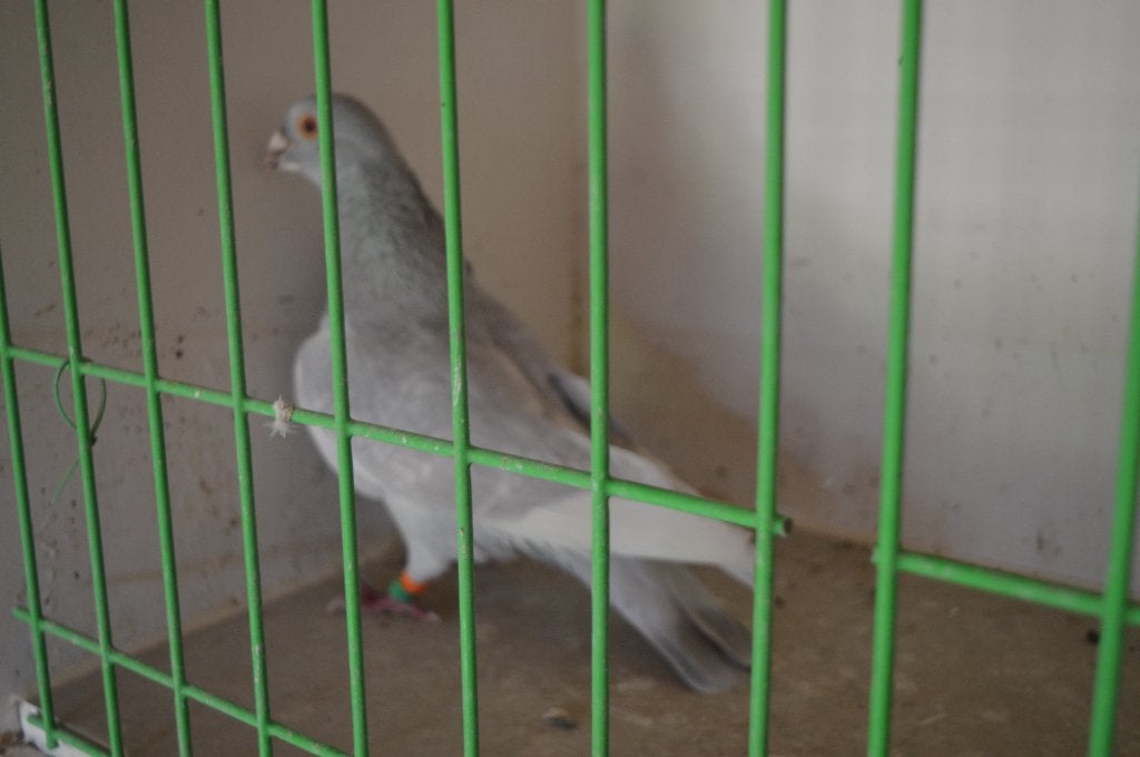 kleurpostduiven, Mâle, Pigeon voyageur
