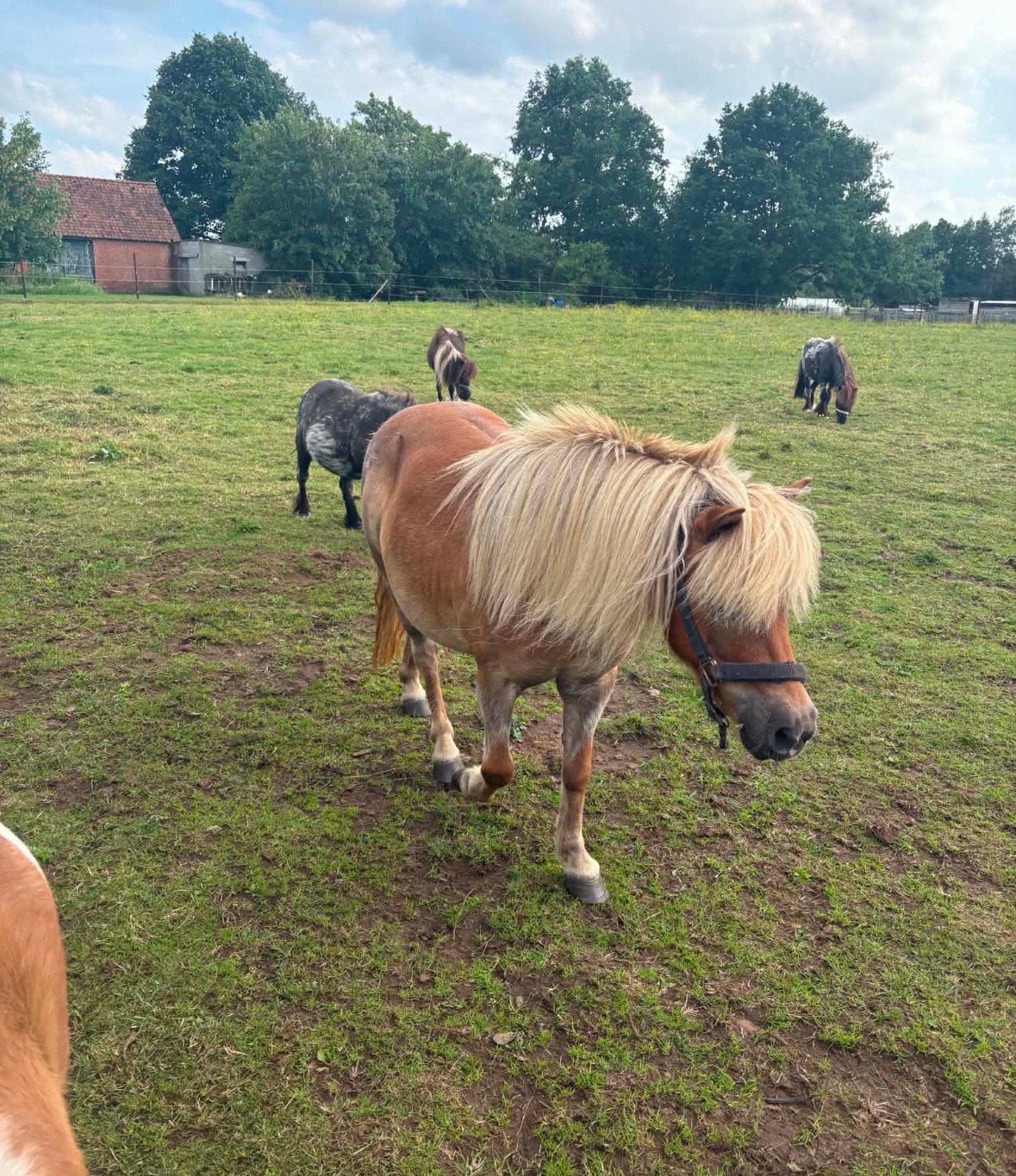 Super lieve shetlander merrie ter adoptie 🌼, Merrie, Niet van toepassing, A pony (tot 1.17m), 11 jaar of ouder