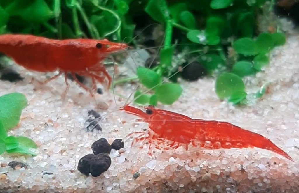 cherry Neocardina shrimp, Animaux & Accessoires, Homard, Crabe ou Crevette, Poisson d'eau douce