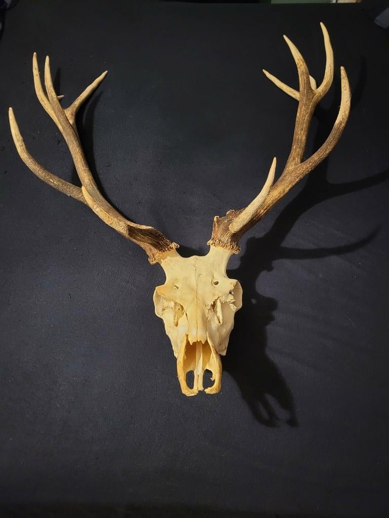 tete de cerf bois de cerf ramure 13 cors, Enlèvement, Utilisé, Cerf, Bois ou Tête