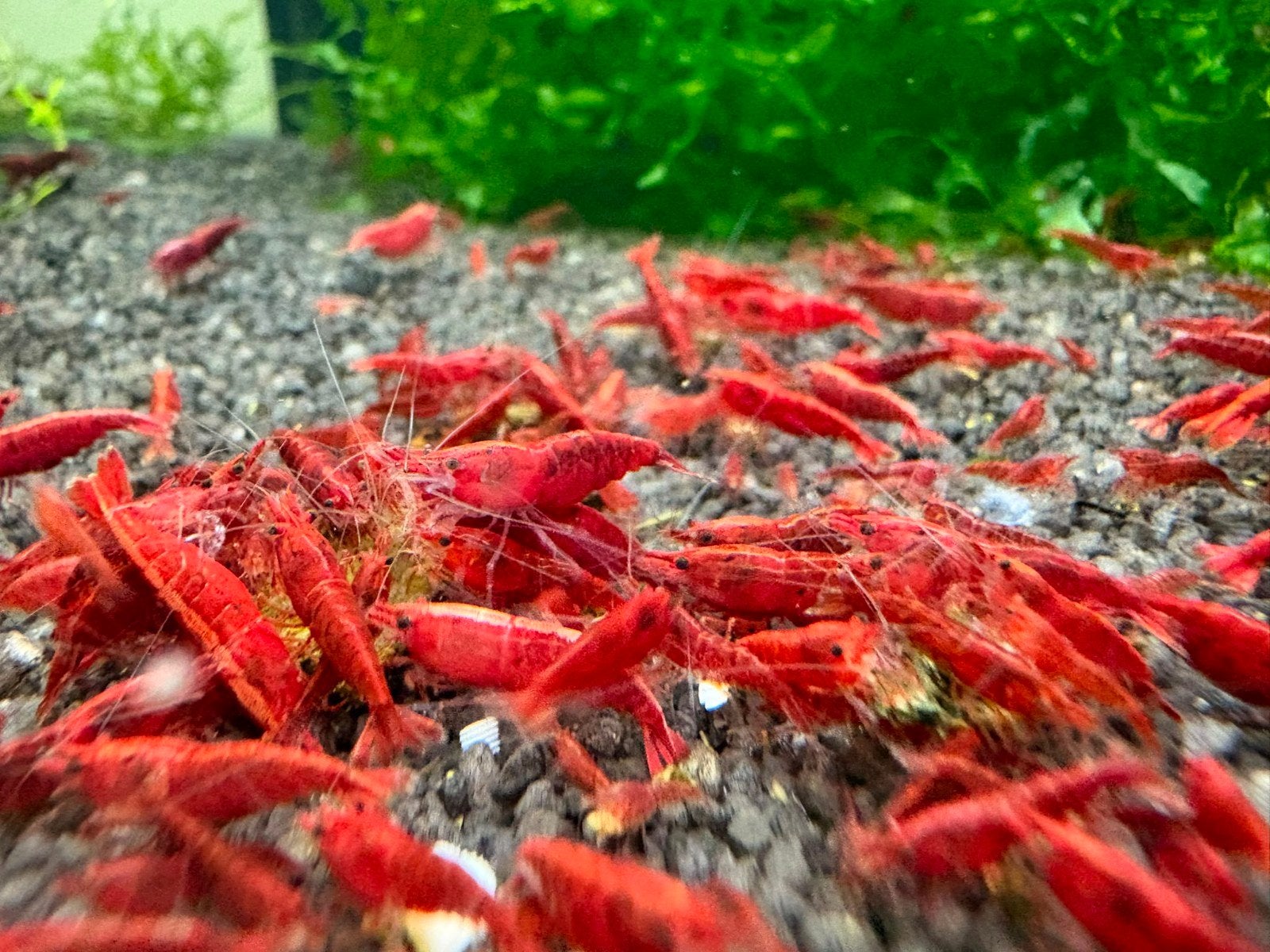 Bloody mary garnalen, Kreeft, Krab of Garnaal, Zoetwatervis, Schoolvis