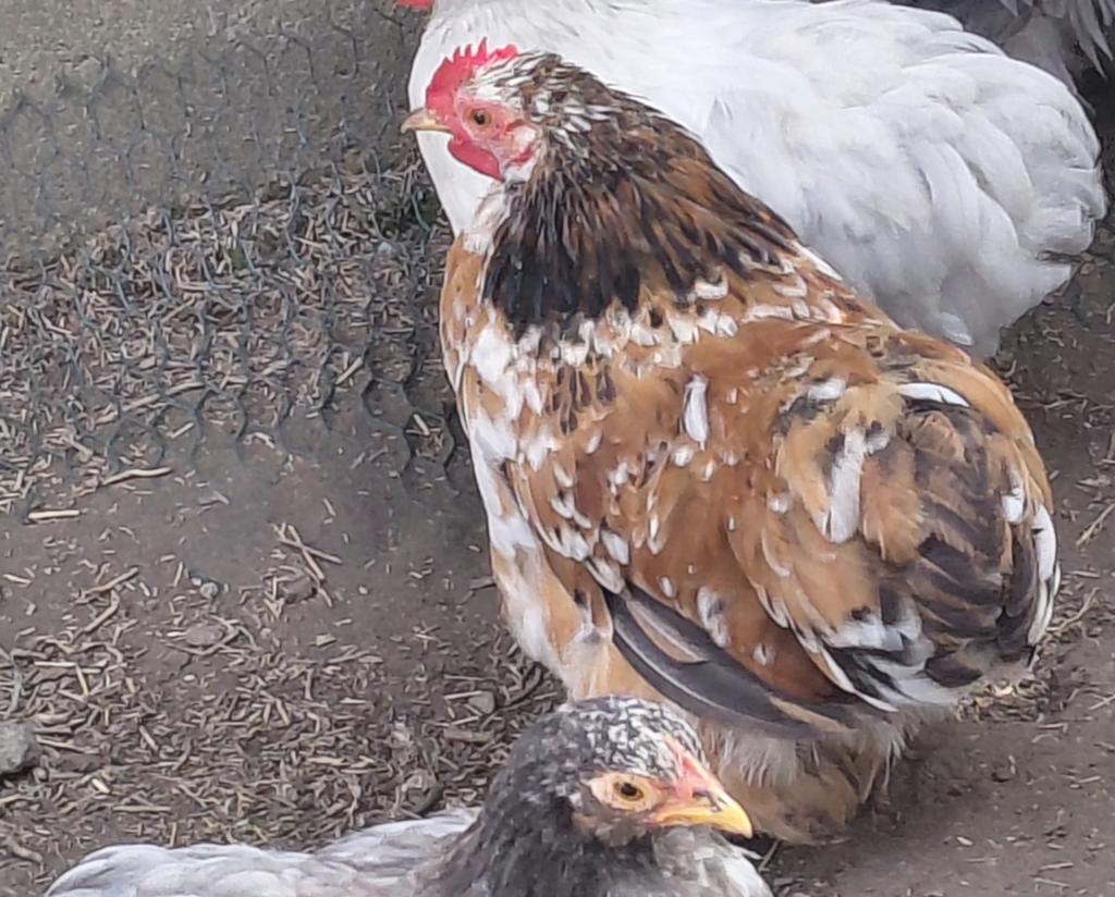 Trio cochin naine, Animaux & Accessoires, Plusieurs animaux, Poule ou poulet