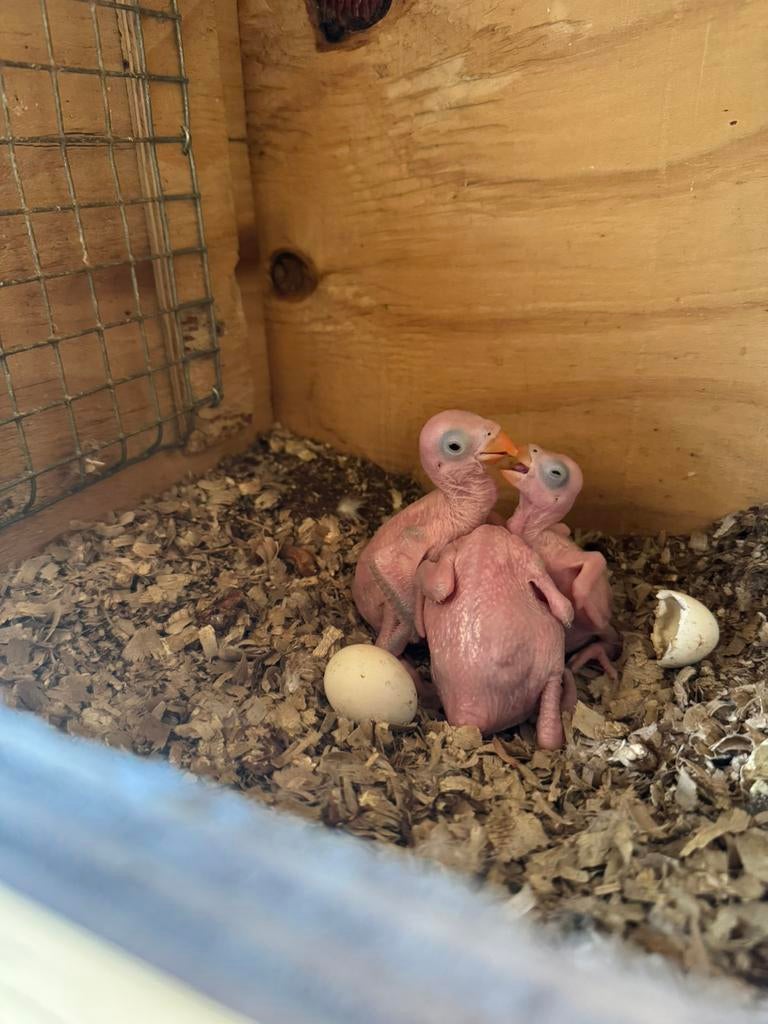 Jonge halsbandparkieten, Dieren en Toebehoren, Tam