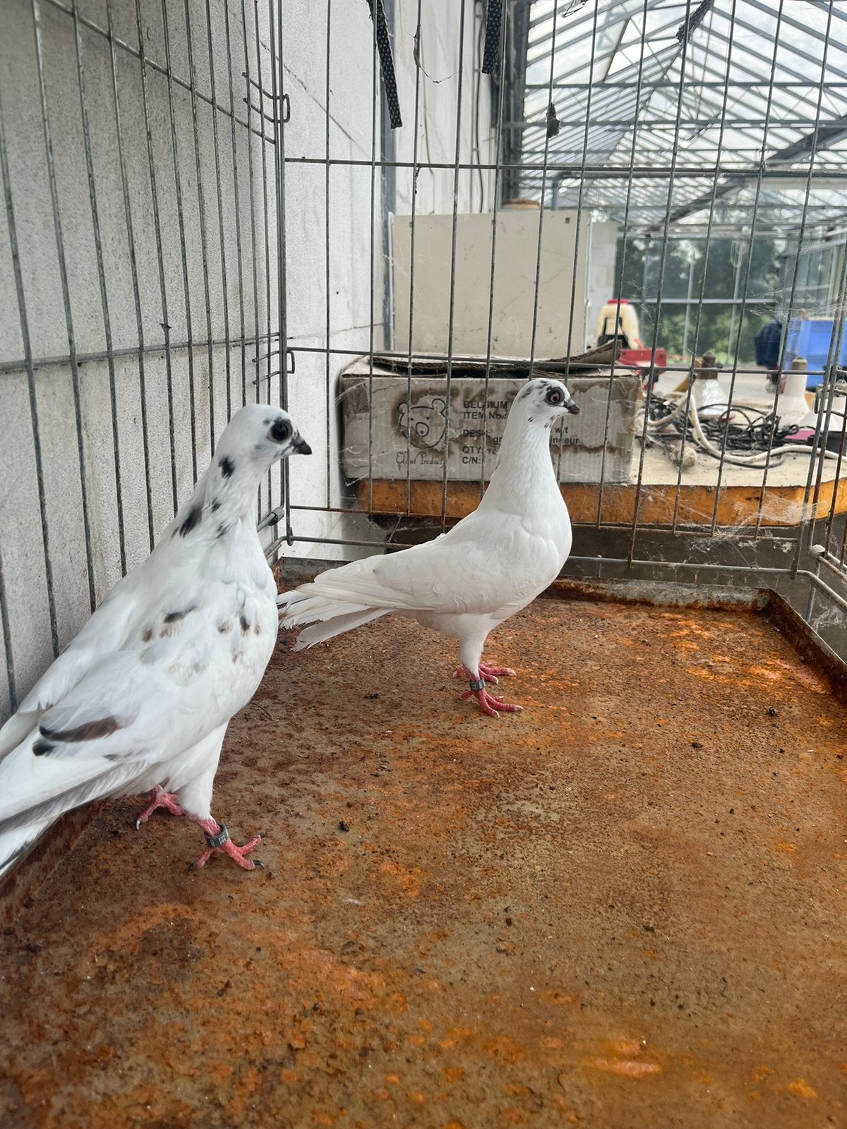 Duiven