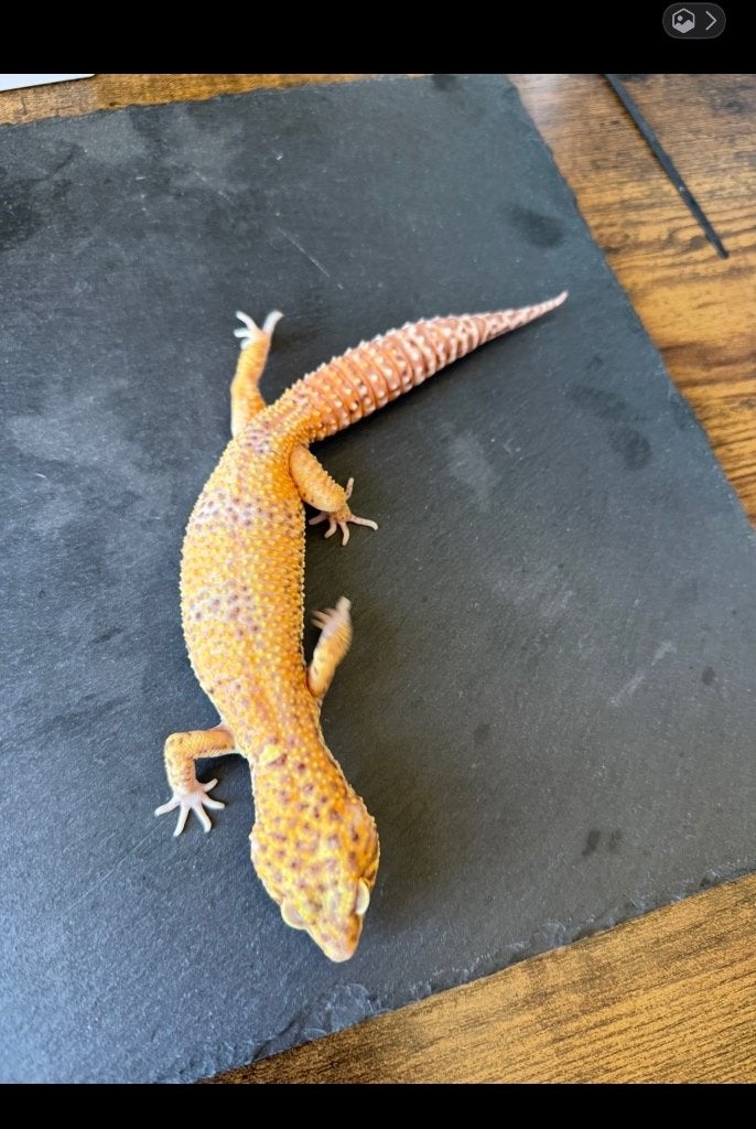 Geckos leopard, Animaux & Accessoires, Lézard, Domestique, 3 à 6 ans