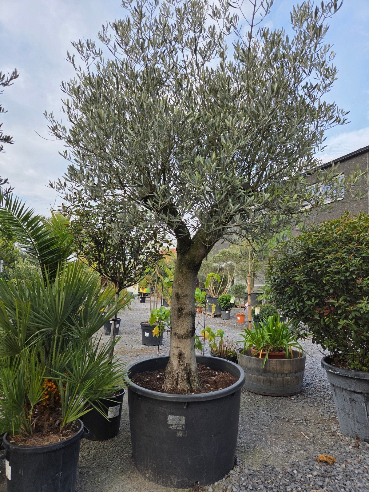Olijfboom Olea Europaea, Tuin en Terras, Ophalen, Olijfboom