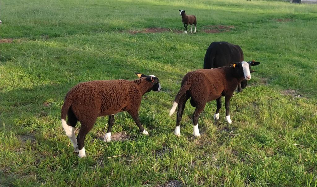 Zwartbles ramlammeren, Dieren en Toebehoren, Schapen, Geiten en Varkens