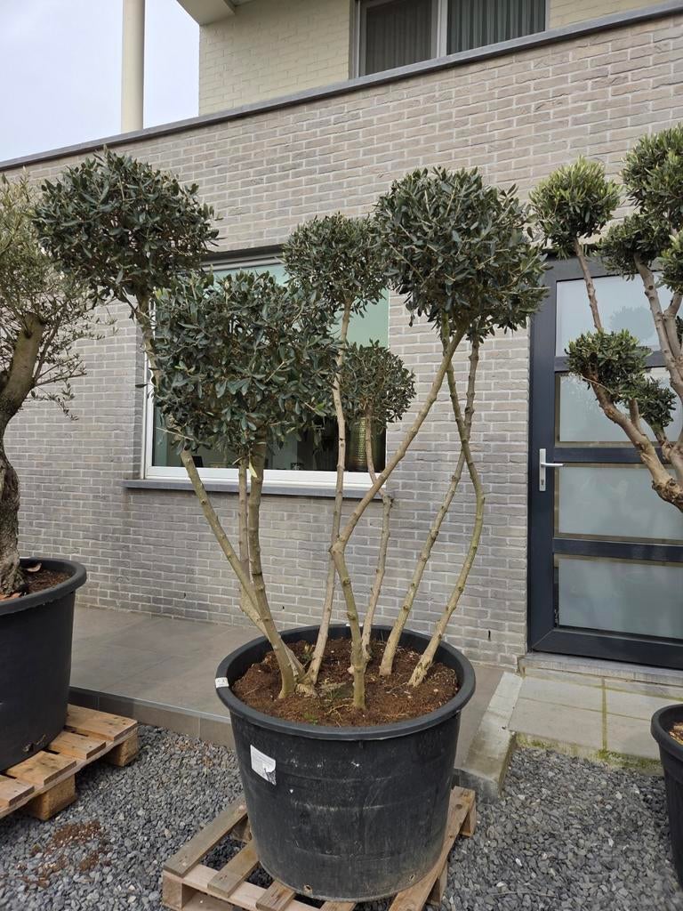 Olijfboom Olea Europaea ponpon, Tuin en Terras, Ophalen, Olijfboom