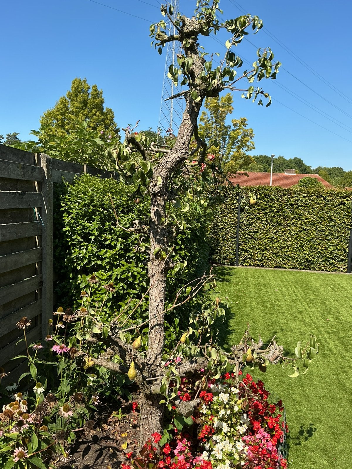 Perenboom, Tuin en Terras, Ophalen