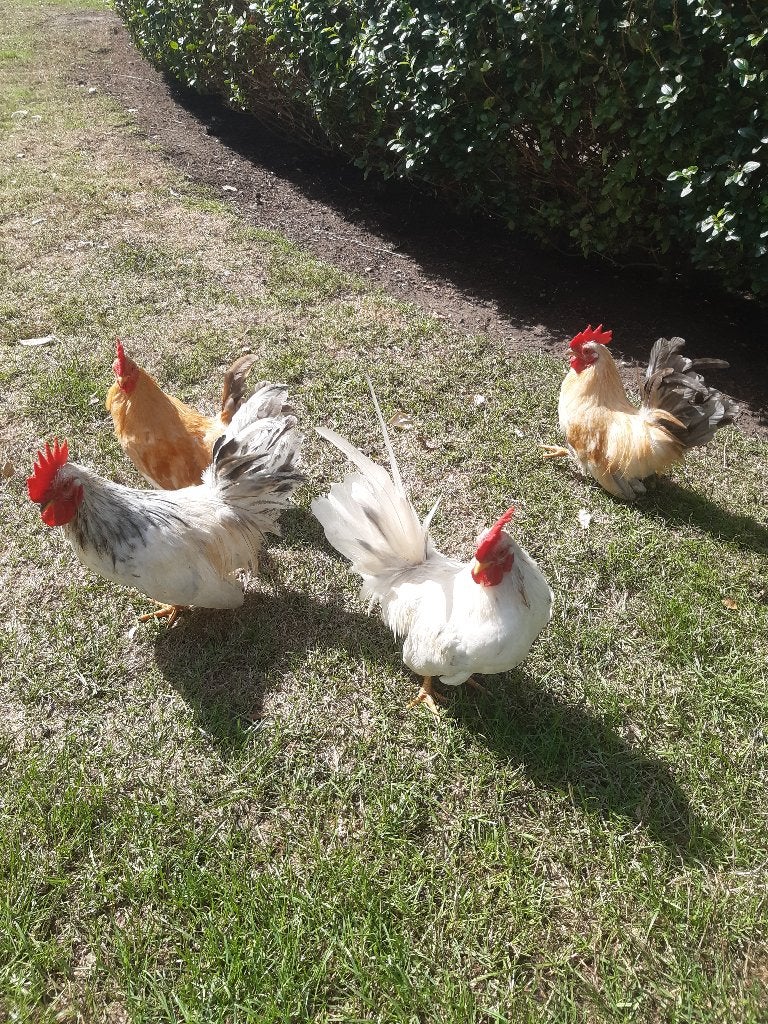 chabo haantje gratis, Animaux & Accessoires