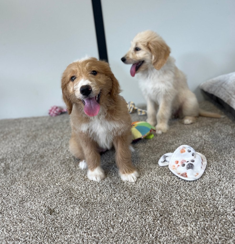 Knappe goldendoodle pups (geteste ouders!), België, 8 tot 15 weken, Meerdere, Meerdere dieren
