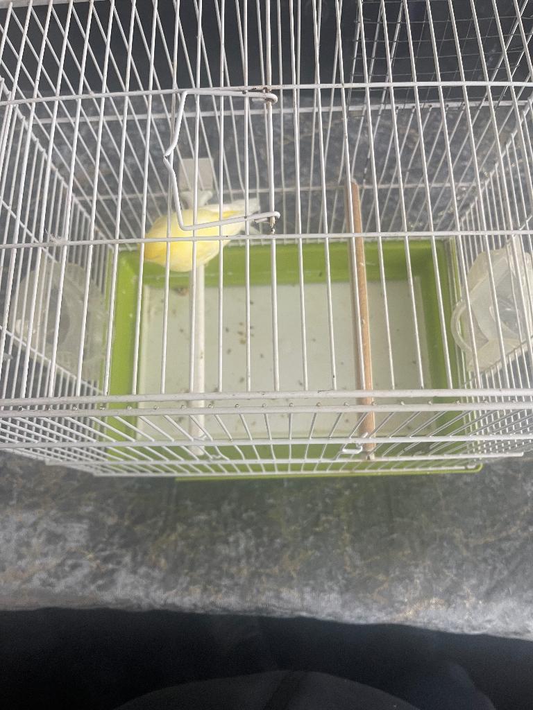 Canaris, Mannelijk, Zangkanarie