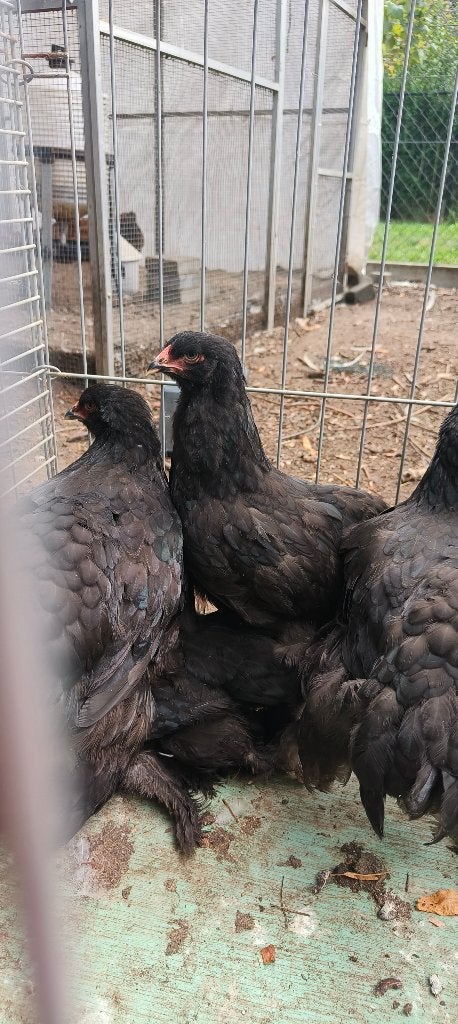 2 zwarte brahma hennen, Dieren en Toebehoren, Pluimvee, Vrouwelijk, Kip