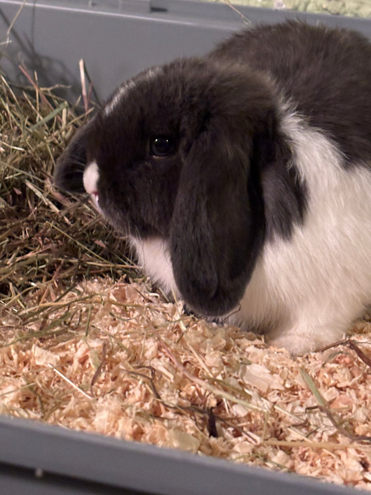 Minilop, Dieren en Toebehoren