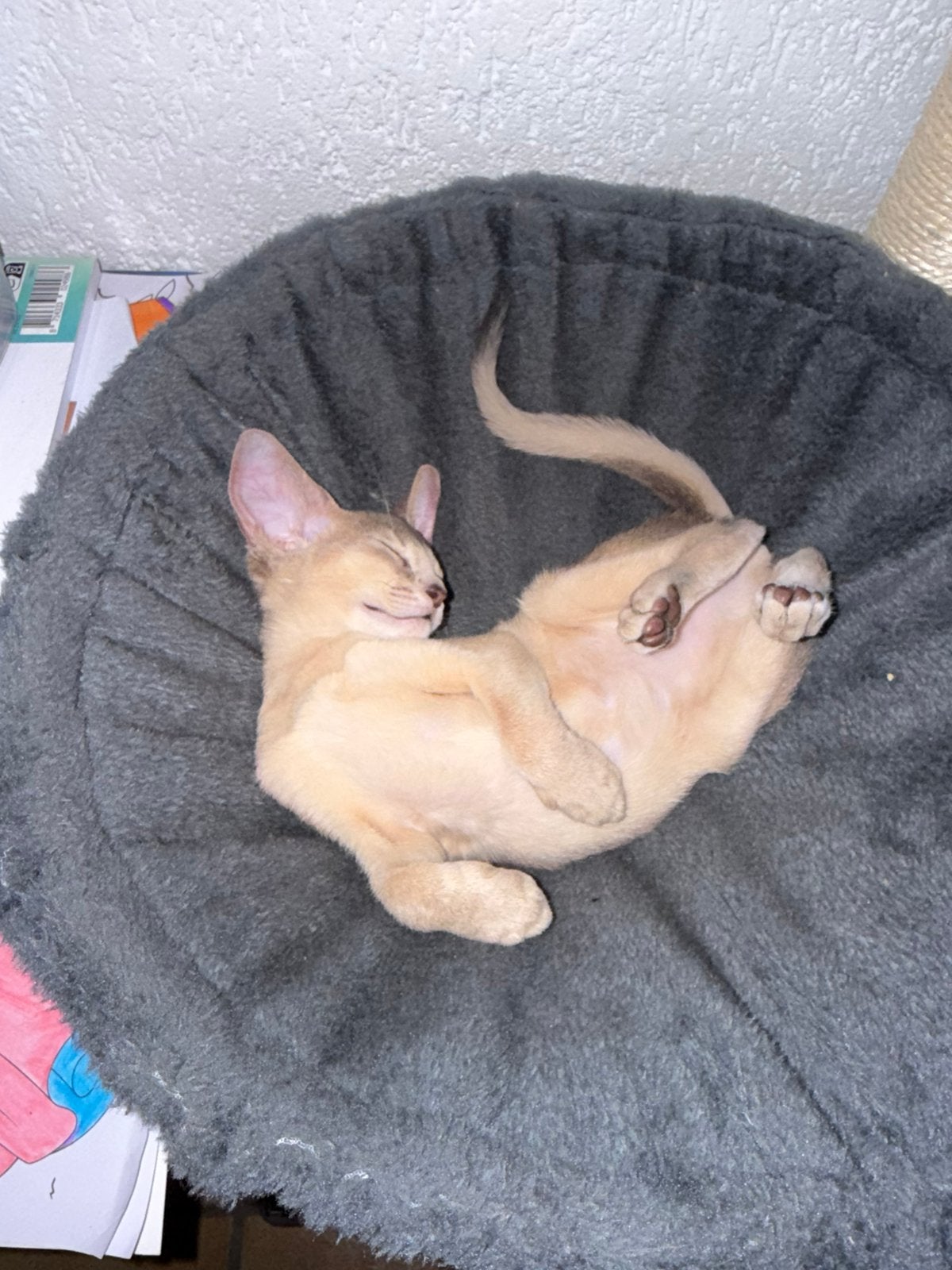 PRACHTIG ABESSIJNS POESJE, Dieren en Toebehoren, Poes, Met stamboom, 0 tot 2 jaar