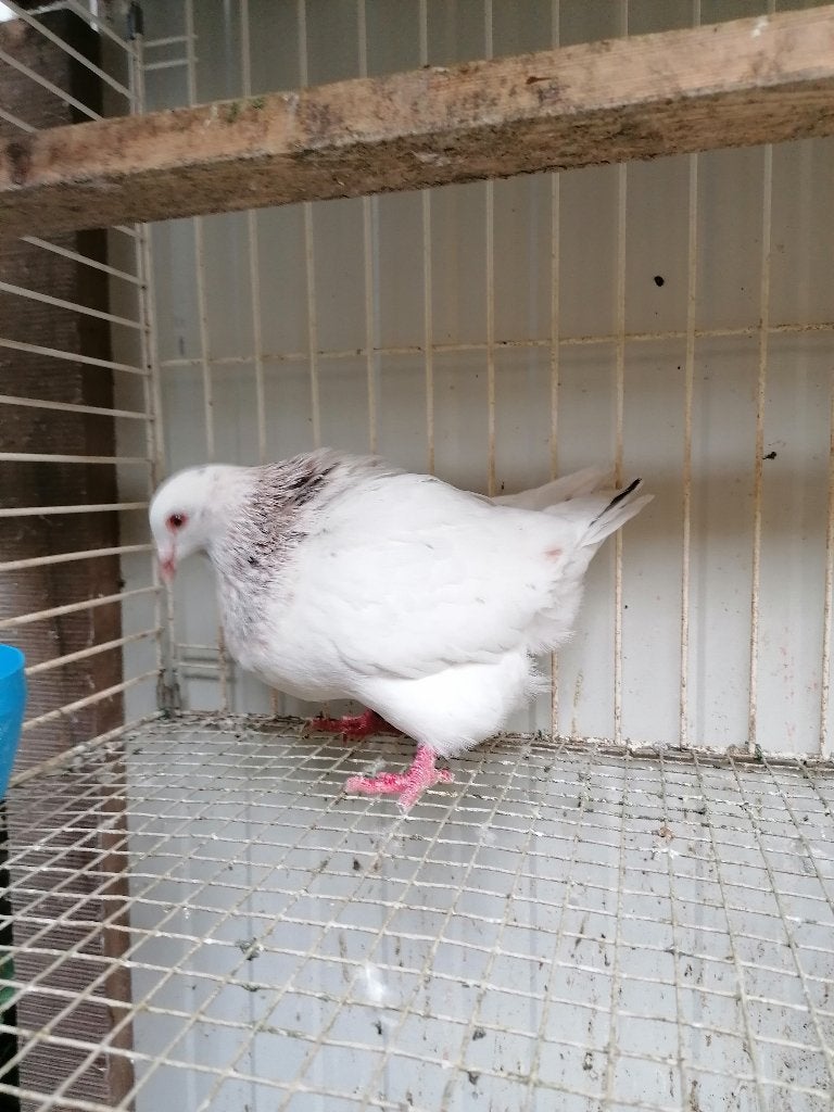 Texaanse pioneer doffer, Mannelijk, Overige soorten
