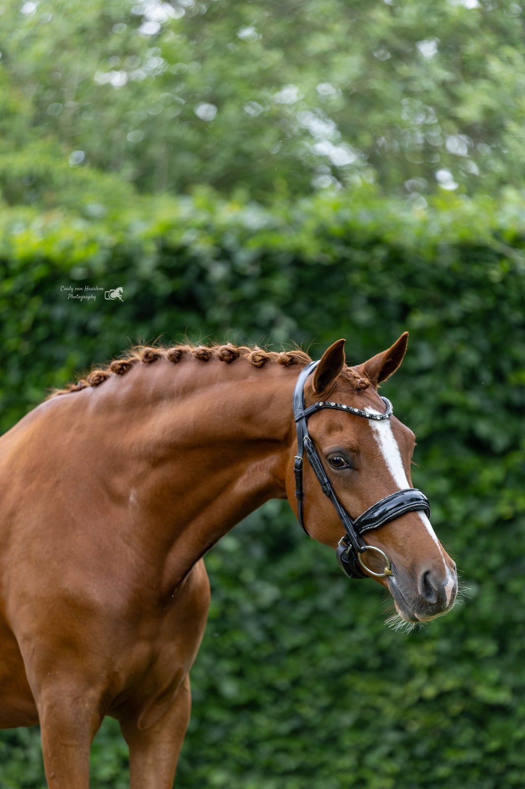 Duitse Rijpony, Merrie, Met stamboom, Dressuurpony, Zadelmak