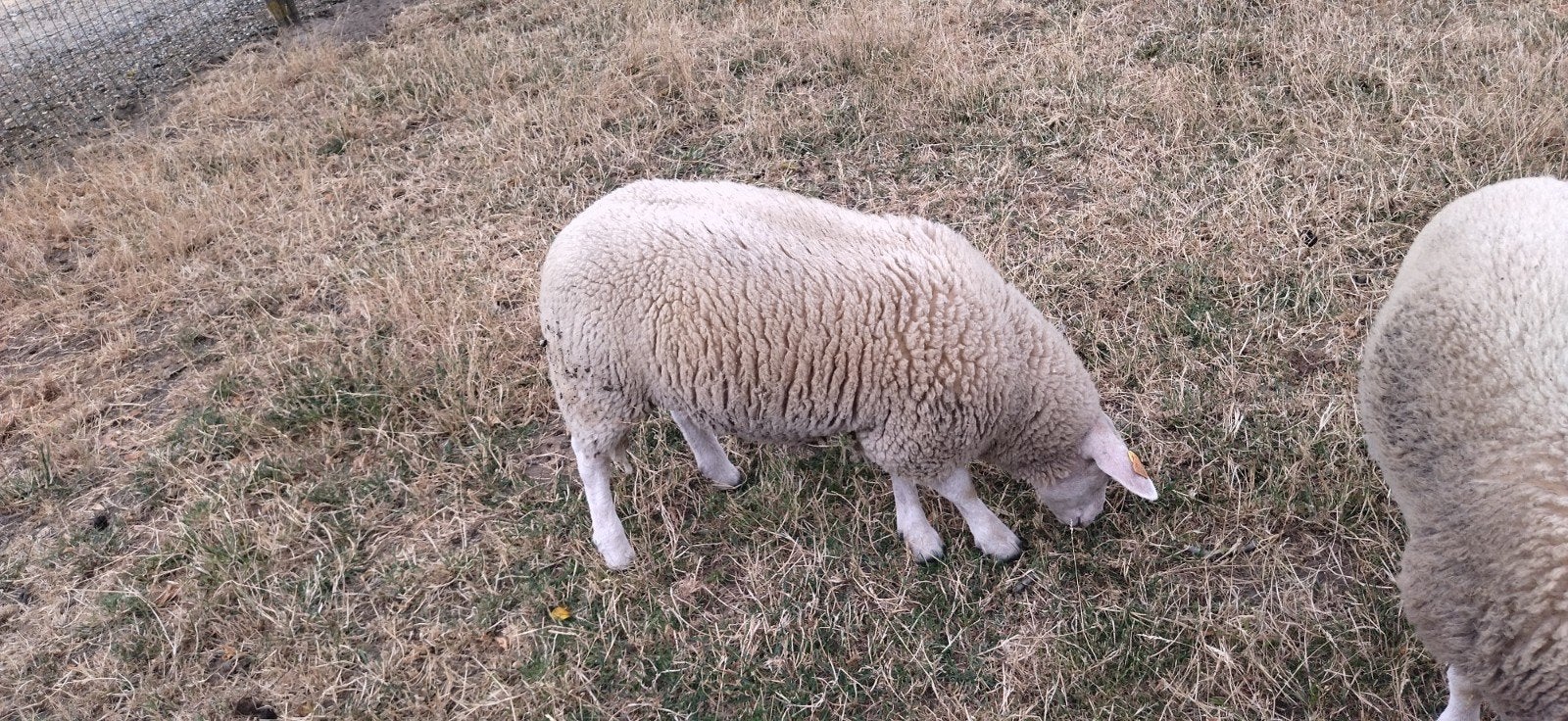 jeune brebis texelle anglaise, Animaux & Accessoires, Moutons, Chèvres & Cochons